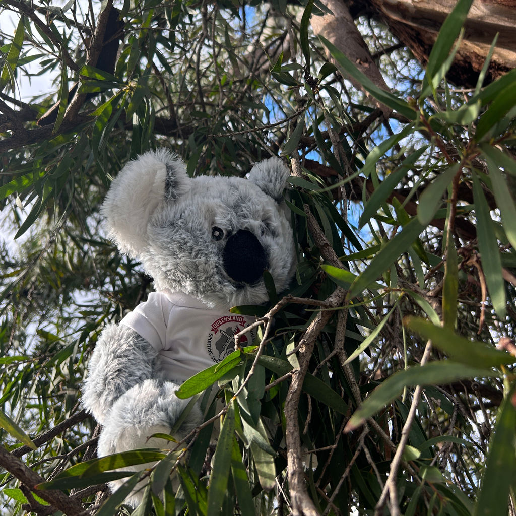 Stewie the Koala Plush Teddy